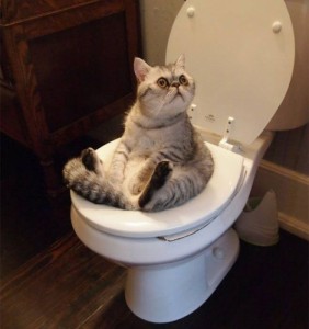 Создать мем: смешно, toilet, кот