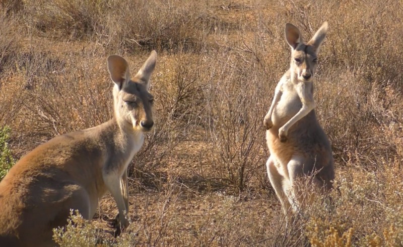 Create meme: animal kangaroo, kangaroos in australia, kangaroo 