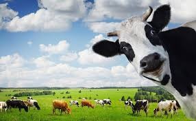Create meme: milk, koroviya, cow