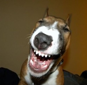 Create meme: laugh, cute dog, funny dog