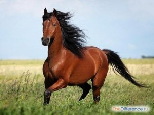 Create meme: horse, breeds of horses