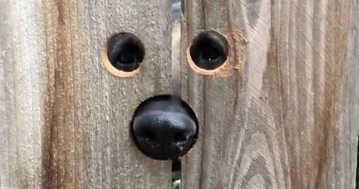 Create meme: holes in the fence for dogs, a hole in the fence, a hole in the fence