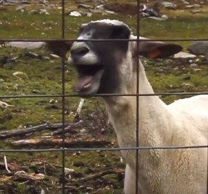 Создать мем: goat simulator, trouble trouble, козел