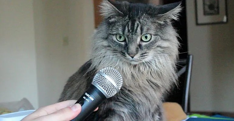 Создать мем: котик с микрофоном, кот с микрофоном мем, удивленный кот с микрофоном