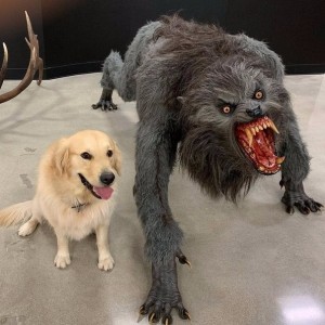 Create meme: werewolf, dog, dog