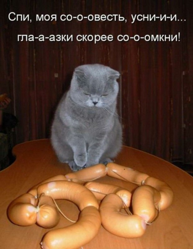 Create meme: funny cats with inscriptions, cats with captions , cat 