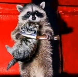 Create meme: a raccoon with a knife, raccoon animal, raccoon