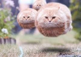 Create meme: flying cat, flying cat , The cat is flying meme