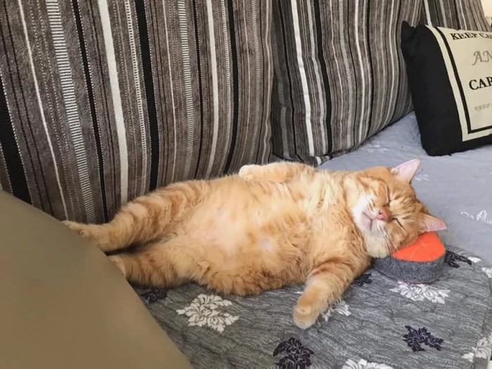 Create meme: The ginger cat is fat, fat cat , A red-haired fat cat