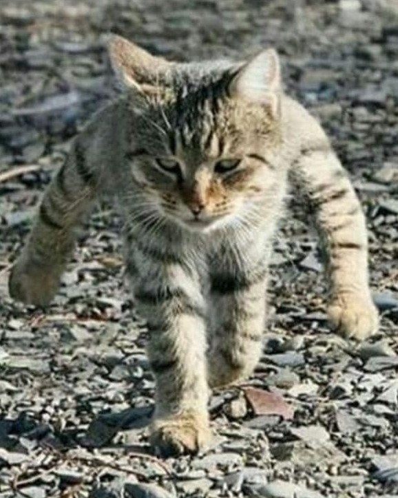 Create meme: cat , two-legged cat, stiff cat