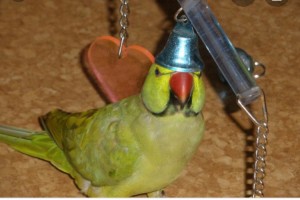 Create meme: ringed parrot, parrot, the beak of a parrot ozherelkova