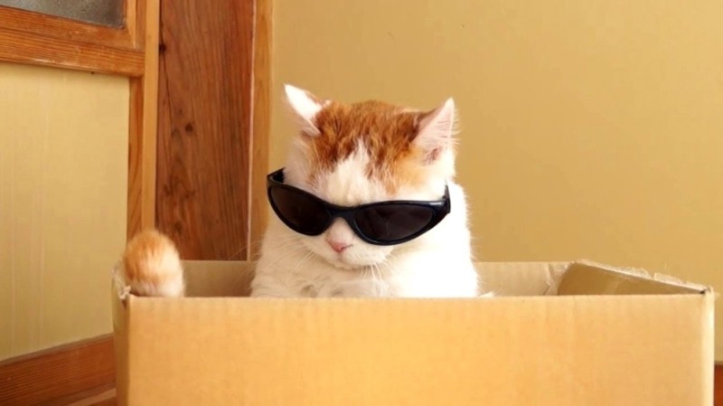 Create meme: cat in glasses , cat with sunglasses meme, The cat with glasses meme