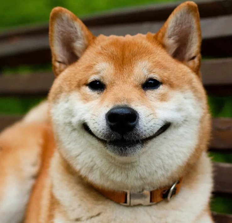 Create meme: Shiba inu Akita inu, shiba inu dog, the breed is Shiba inu