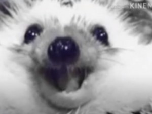 Create meme: the hedgehog smiles, cute animal, hedgehog