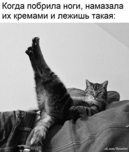 Create meme: funny cats, cat, Kote