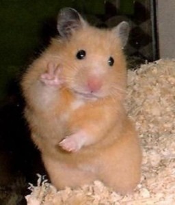 Create meme: animal, cute hamster, hamsters