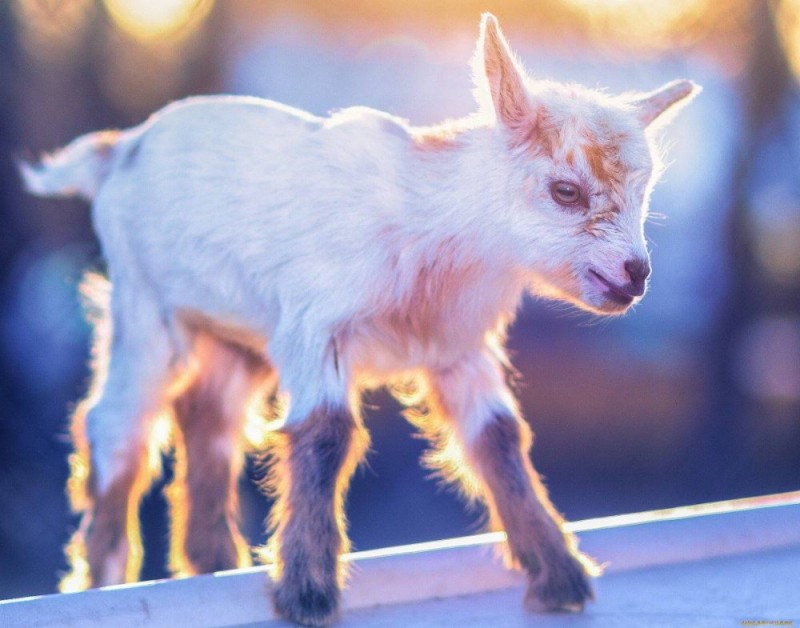 Create meme: kid goat, baby goat, cute kid