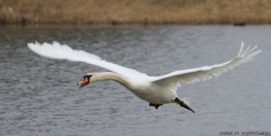 Создать мем: гусь, в мире животных, cygnus