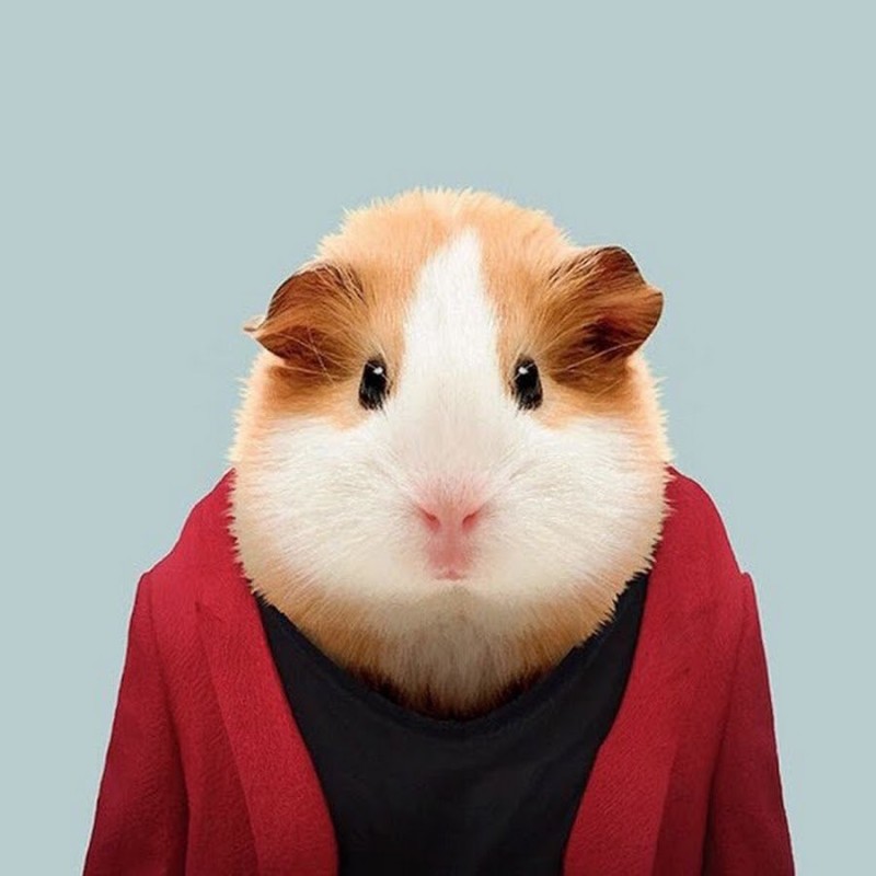 Create meme: hamster in clothes, Guinea pig , animals cute