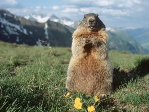 Create meme: marmot, marmot, marmot bobac