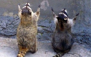 Create meme: raccoon worships, raccoon, raccoon praying