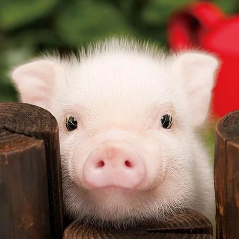 Create meme: piggy pigs, pig , cute pig