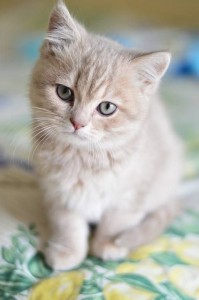 Create meme: photo of pretty cats, cat, cat British Shorthair