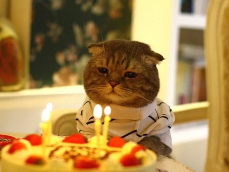 Создать мем: кот с тортиком, день рожденья грустный праздник, котик с тортиком