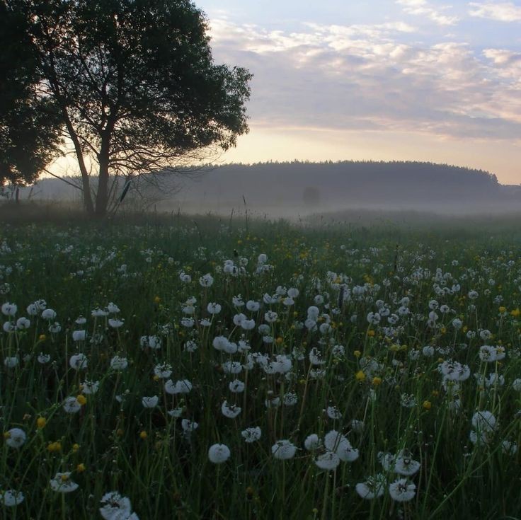 Create meme: dandelions field, field of white dandelions, dandelion field genshin