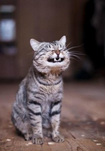 Create meme: smile, you, funny animals