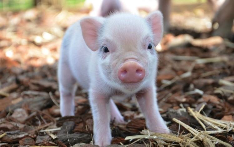 Create meme: little piggy, mini pig, pink piglets