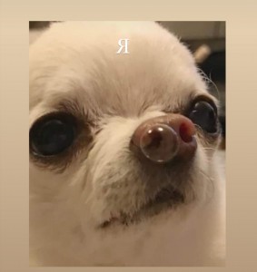 Create meme: Chihuahua memes, dog, funny Chihuahua