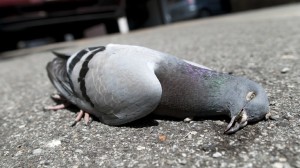 Create meme: a pigeon eats, dove, a photo of a dead pigeon