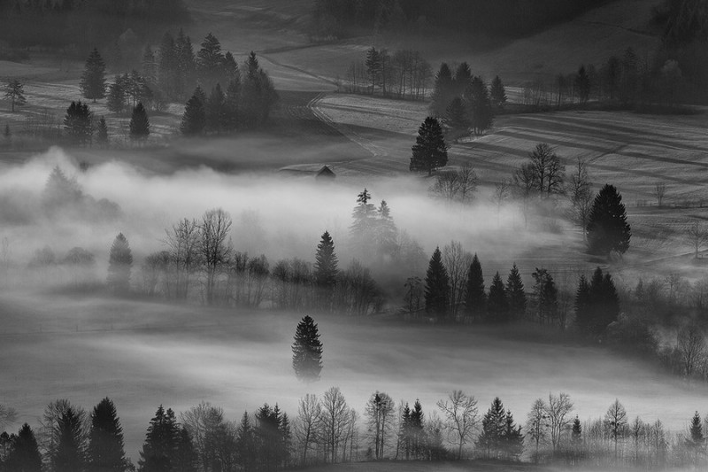 Create meme: forest fog, landscape , morning landscape