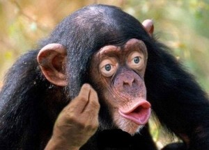 Create meme: chimpanzees, monkey with lips, chimp meme