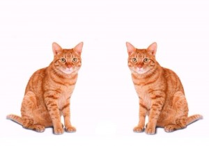 Создать мем: кошка и кот, кошка кошка, рыжая кошка