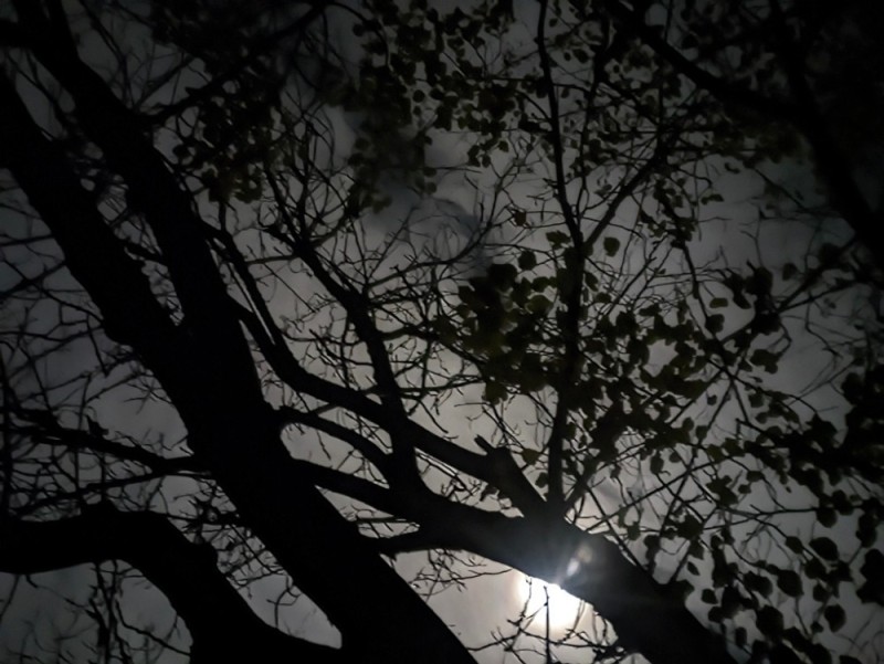 Create meme: The moon through the trees, the tree at night , moon in the forest