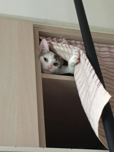 Создать мем: кошки смешные, коты, котики