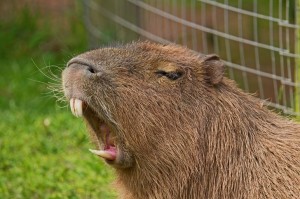 Create meme: the capybara, rodent capybara, a pet capybara