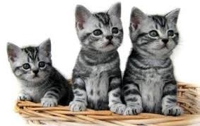 Create meme: Shorthair kittens, British Shorthair kittens