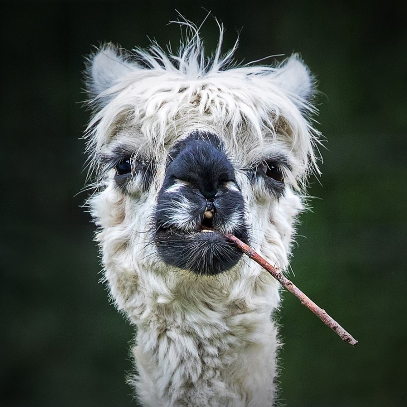 Create meme: alpaca is white, the most funny animals , Lama funny