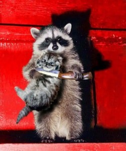 Create meme: a raccoon with a cat on hands, funny raccoon, raccoon