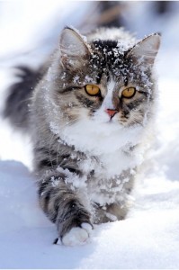 Создать мем: кот зимой, зима кот, зима кошка
