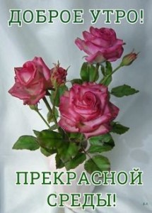 Create meme: beautiful roses, pink roses