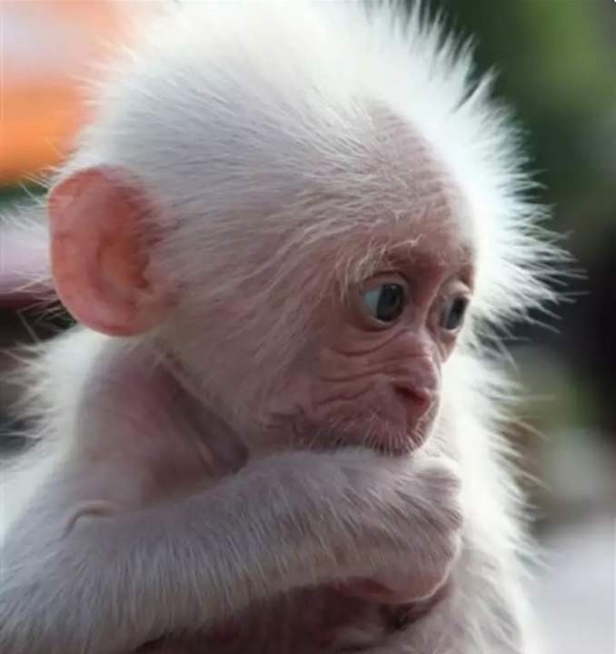 Create meme: The albino capuchin, gorilla albino, albino monkey