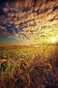 Create meme: field photos, photo of field of wheat at sunset, wheat field