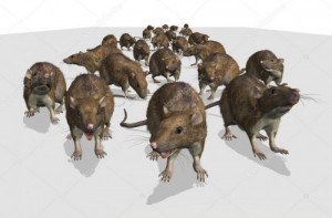 Create meme: a pack of rats, rat runs png, The rat pack