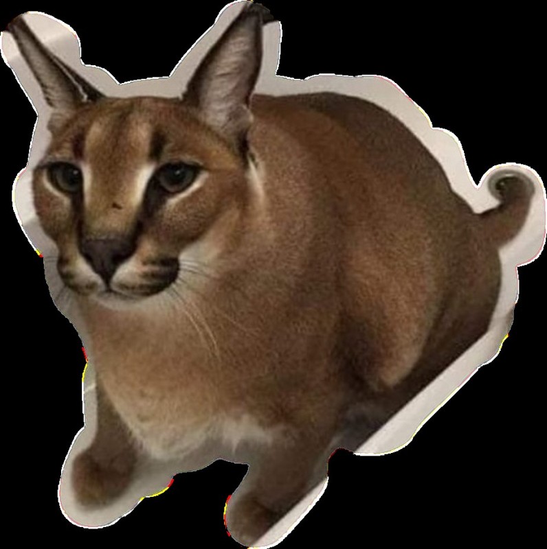 Create meme: Caracal, slap caracal, caracal slap