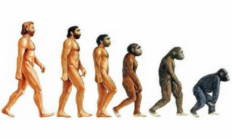 Create meme: darwin's theory of evolution, human evolution homo sapiens, alternative human evolution