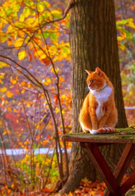 Create meme: animals in the fall, warm autumn, red autumn